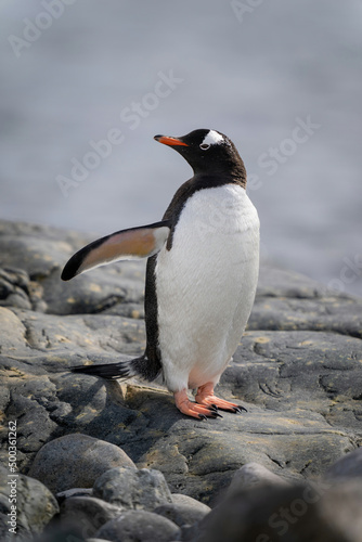 Gentoo penguin stands on rock turning head