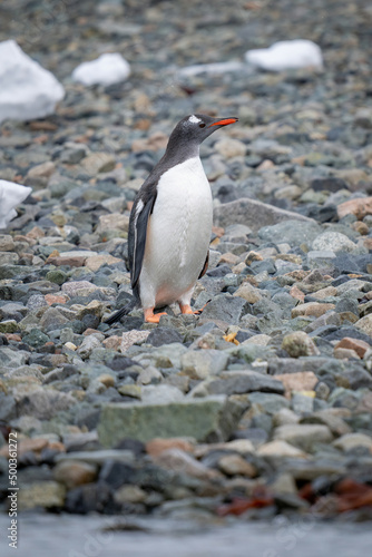 Gentoo penguin stands on shingle looking right