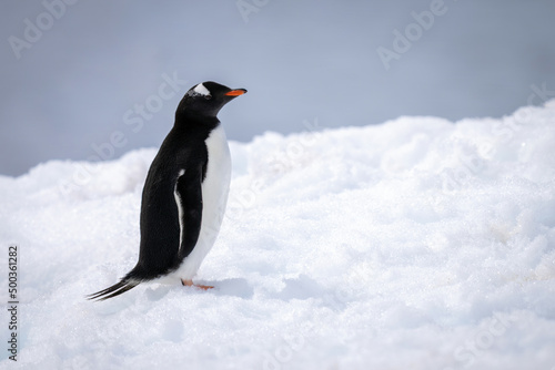 Gentoo penguin stands on snow in profile