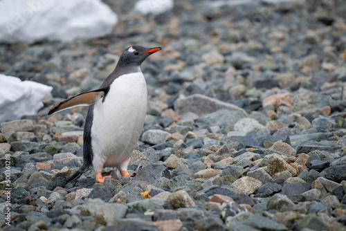 Gentoo penguin stands on shingle lifting flipper © Nick Dale