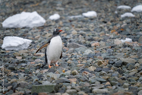 Gentoo penguin stands on shingle raising flipper