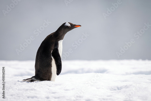 Gentoo penguin stands on snow stretching neck