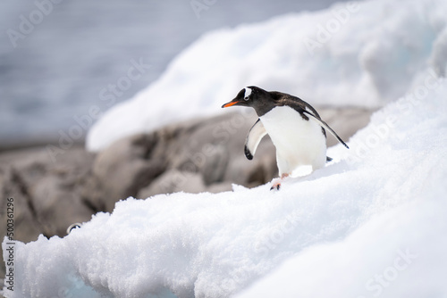 Gentoo penguin stands on snow near rocks