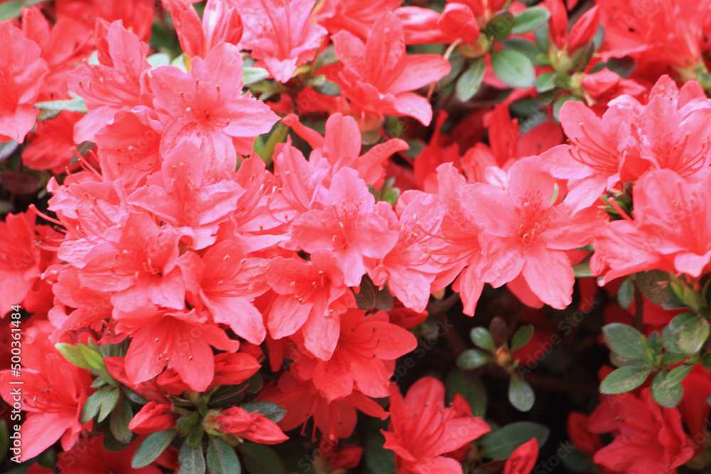 花 花