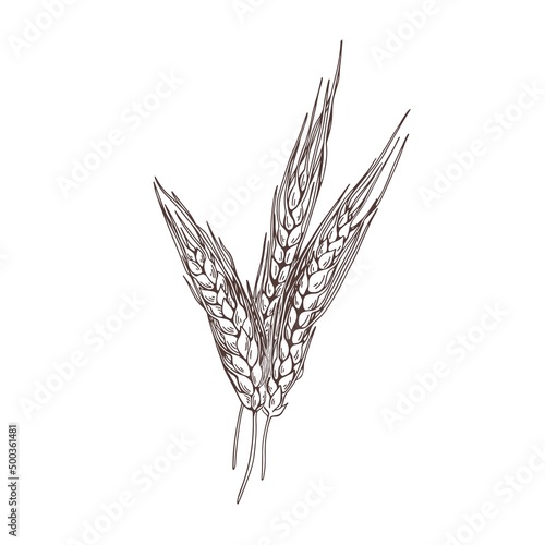 Outlined barley, cereal spikelet with spikes in detailed vintage style. Farm field crop, agriculture plant. Retro engraved botanical drawing. Drawn vector illustration isolated on white background