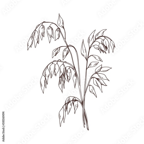 Panicum miliaceum, outlined contoured drawing. Cereal field crop in vintage style. Engraved proso millet. Grain plant etching. Botanical hand-drawn vector illustration isolated on white background