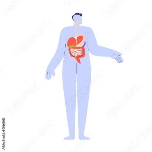 Organs of digestive system inside human body. Internal anatomy with stomach, liver, intestine. Simple digestion tract, esophagus scheme. Flat graphic vector illustration isolated on white background