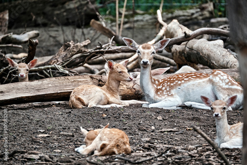 Fototapeta Naklejka Na Ścianę i Meble -  Damwild / Damhirsch ( Dama dama ).