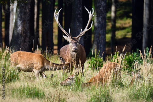 Fototapeta Naklejka Na Ścianę i Meble -  Rotwild ( Cervus elaphus ).