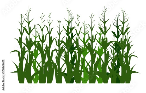 Corn grows in field. Silhouette picture. Harvest agricultural plant. Food product. Farmer farm illustration. Rural summer field landscape. Object isolated on white background. Vegetable garden. Vector