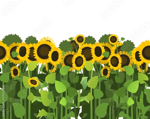 Sunflower grows in field. Seamless pattern. Harvest agricultural plant. Food product of sunflower oil product. Farmer farm illustration. Object isolated on white background. Vegetable garden. Vector