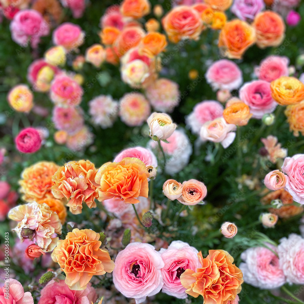 Ranunculus Flowers Growing in a Field Ranunculus Flowers Growing in a Field
