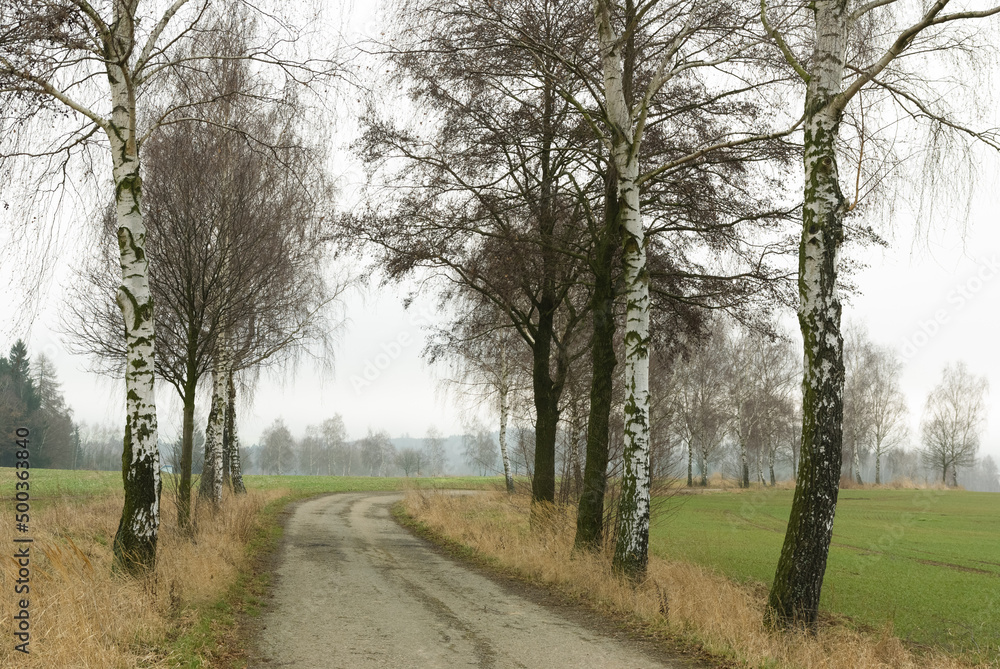 Narrow country road lined with birch trees Narrow country road lined with birch trees