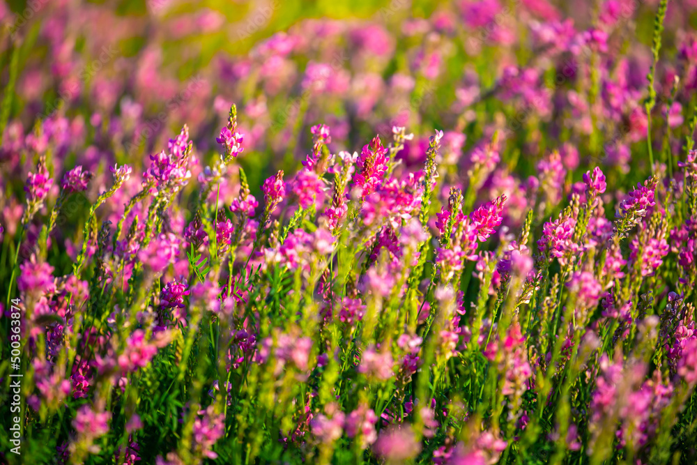 Blooming field against the background of mountains. Beautiful landscape with lavender flowers. Spring background of colorful landscape. Mountain pink flowers.