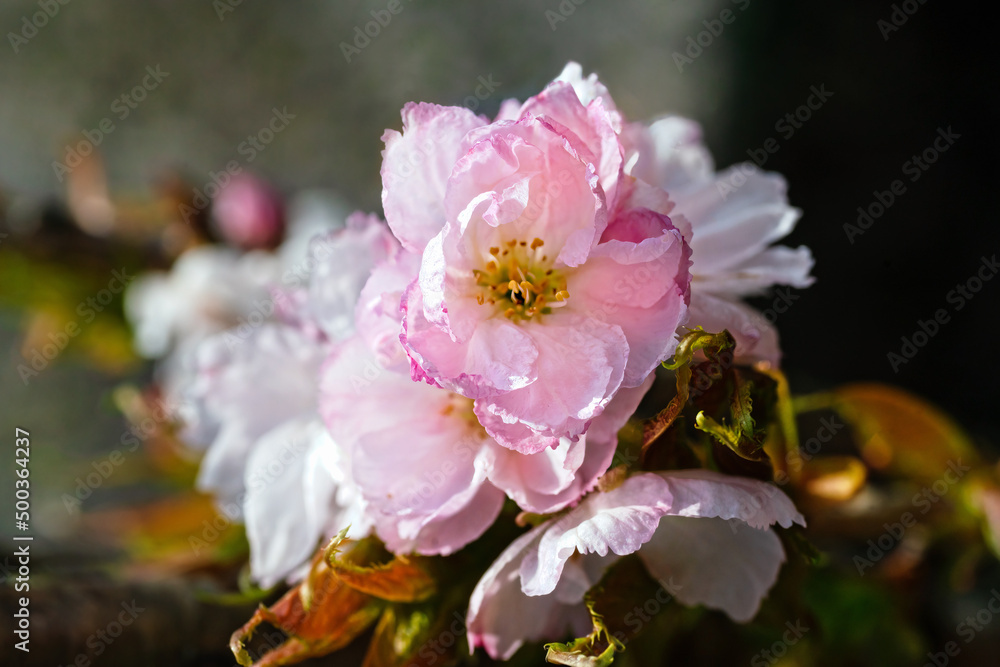 Japanese cherry tree blossoms in spring on a dark background Japanese cherry tree blossoms in spring on a dark background