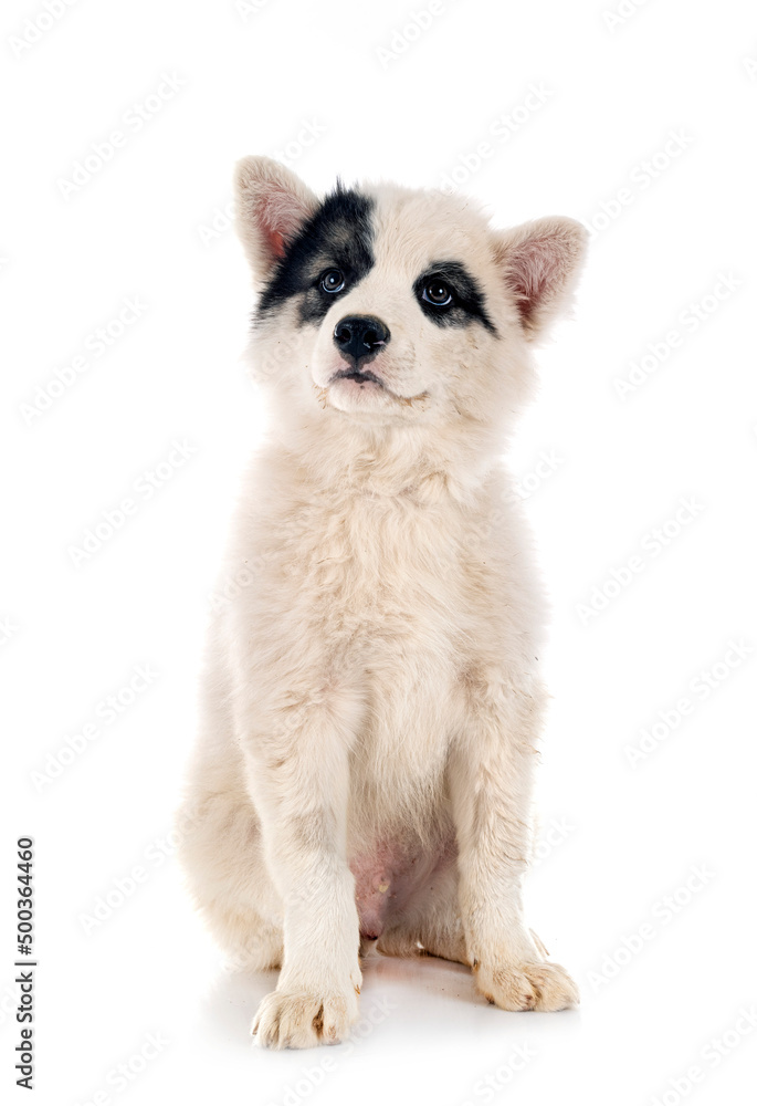 Obraz premium young Yakutian Laika