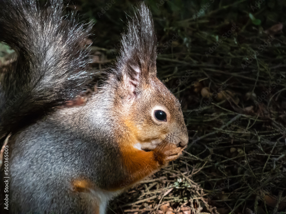 Close-up shot of the Red Squirrel (Sciurus vulgaris) with winter grey coat sitting on the ground and holding a pine cone in paws in bright sunlight with focus on eye. Beautiful animal scenery Close-up shot of the Red Squirrel (Sciurus vulgaris) with winter grey coat sitting on the ground and holding a pine cone in paws in bright sunlight with focus on eye. Beautiful animal scenery