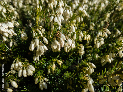 Bild auf Leinwand Macro of the spreading, evergreen dwarf shrub - the winter heather or snow heath
