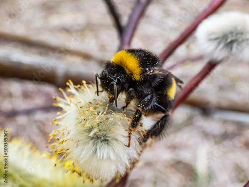 Macro shot of the buff-tailed bumblebee or large earth bumblebee (bombus terrestris) on a flowering catkin covered with pollen outdoors in spring