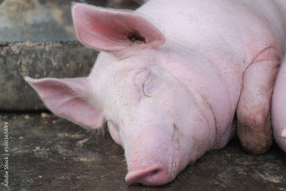 Pink fat pig sleeping and smile in livestock pig farm close-up. Pink fat pig sleeping and smile in livestock pig farm close-up.