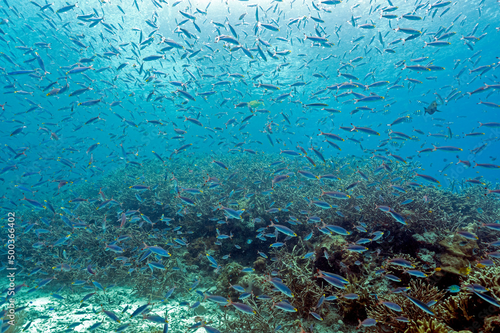Fototapeta premium School of fusuliers, Raja Ampat Indonesia.