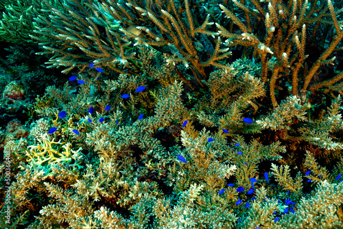 Valokuva Springer damsel fishes, Chrysiptera springeri, sheltering around branching hardcoral, Acropora subglabra, Raja Ampat Indonesia
