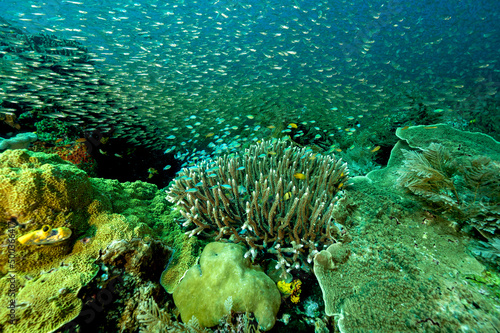 Reef scenic with glass fishes and blue damsels  Raja Ampat Indonesia.