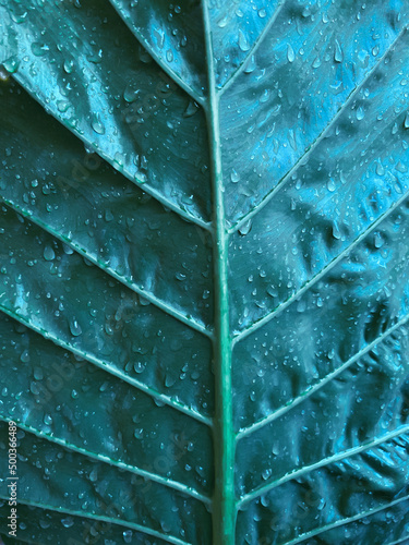 leaf with raindrops