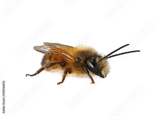 male wild bee, Osmia bicornis or red mason bee isolated on white background photo