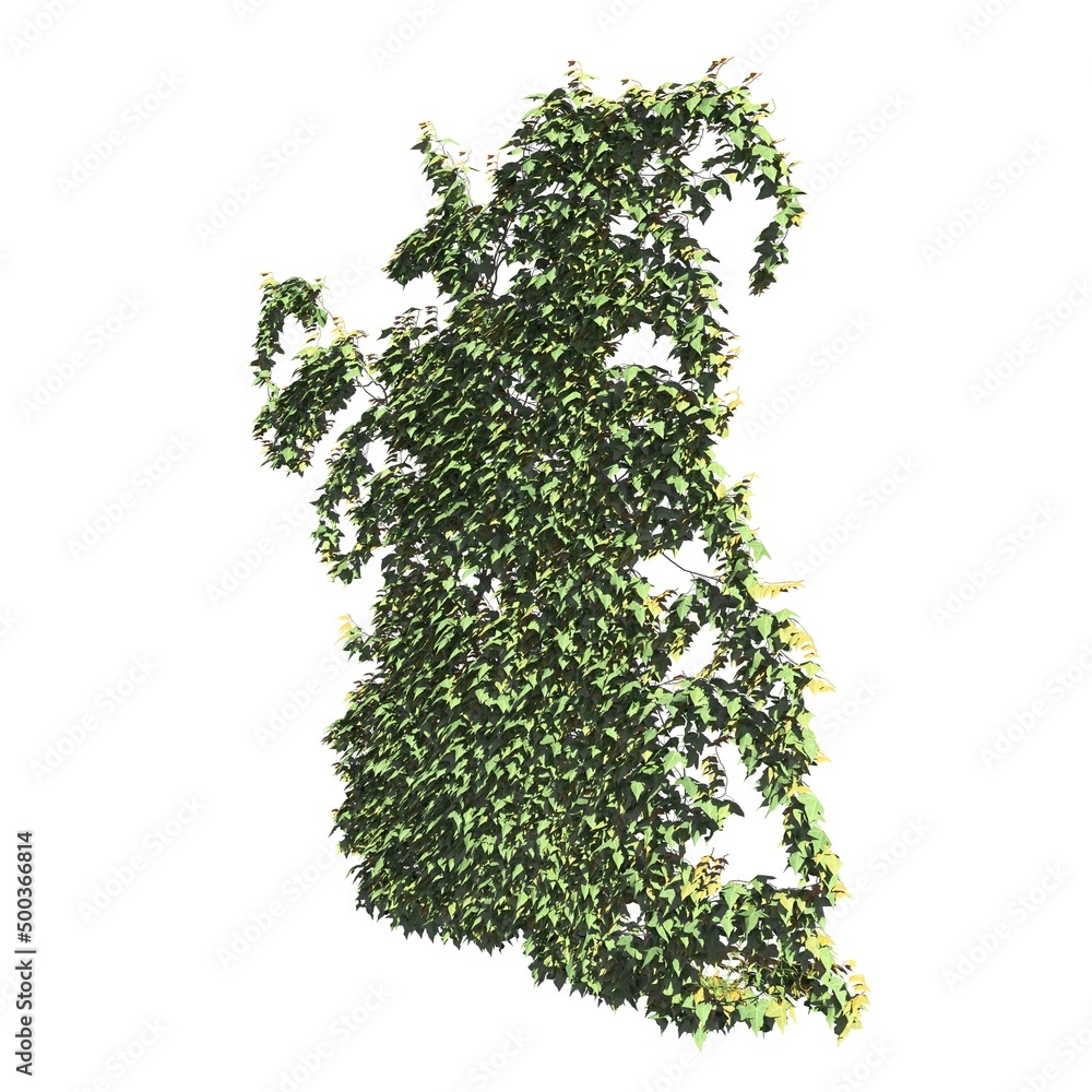 Fototapeta premium Climbing plants creepers isolated on white background 3d illustration
