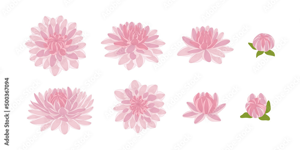 Set of pink dahlia blooming flowers illustration.