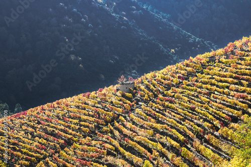 Autumn splendor in a terraced vineyard in the Sil canyon photo