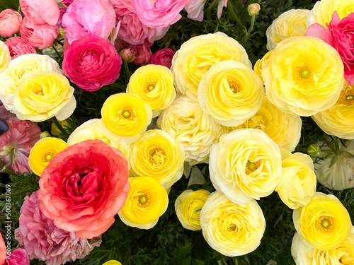 Ranunculus Flowers Growing in the Field 
