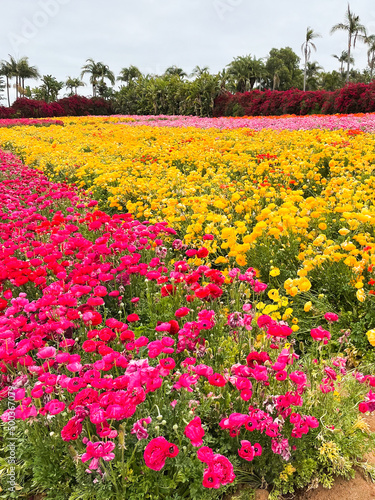 Ranunculus Flowers Growing in the Field 