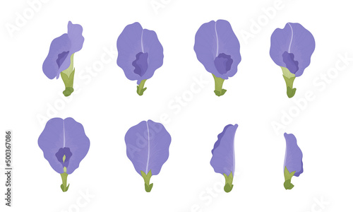 Set of blue pea blooming flowers illustration.