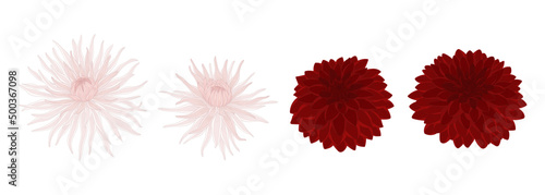Set of dahlia blooming flowers illustration.