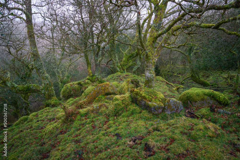 Mossy oaks grow among ancient remains of a construction Mossy oaks grow among ancient remains of a construction