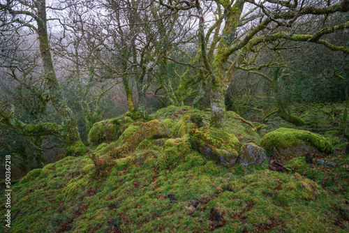 Mossy oaks grow among ancient remains of a construction