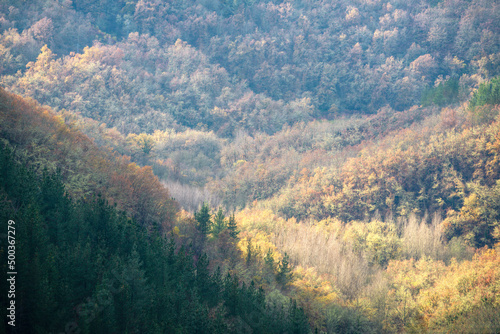 Soft ocher tones in the mixed forests on an autumn day