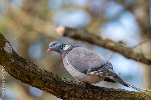 A pigeon (Columba palumbus) is sitting on a wooden branch. Bokeh blurred background, copy space and place for text. Photography taken in Sweden in springtime.