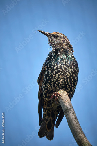 Star ( Sturnus vulgaris ).