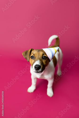 Wesoły pies robi śmieszne miny, prosi i pozuje do zdjęć, jack rassel terier, Dog begging for food or treat standing on hind legs against solid color backdrop 