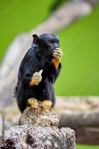 Rothandtamarin ( Saguinus midas ).