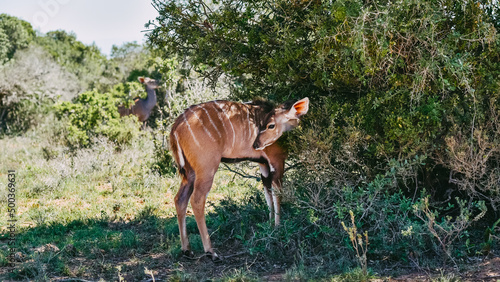 Weibliche Nyala Antilope Tragelaphus angasii Mkuze Wildreserve Südafrika photo
