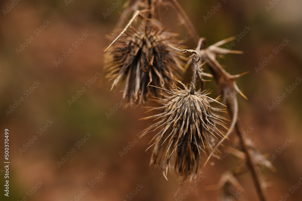 

the dried plant
