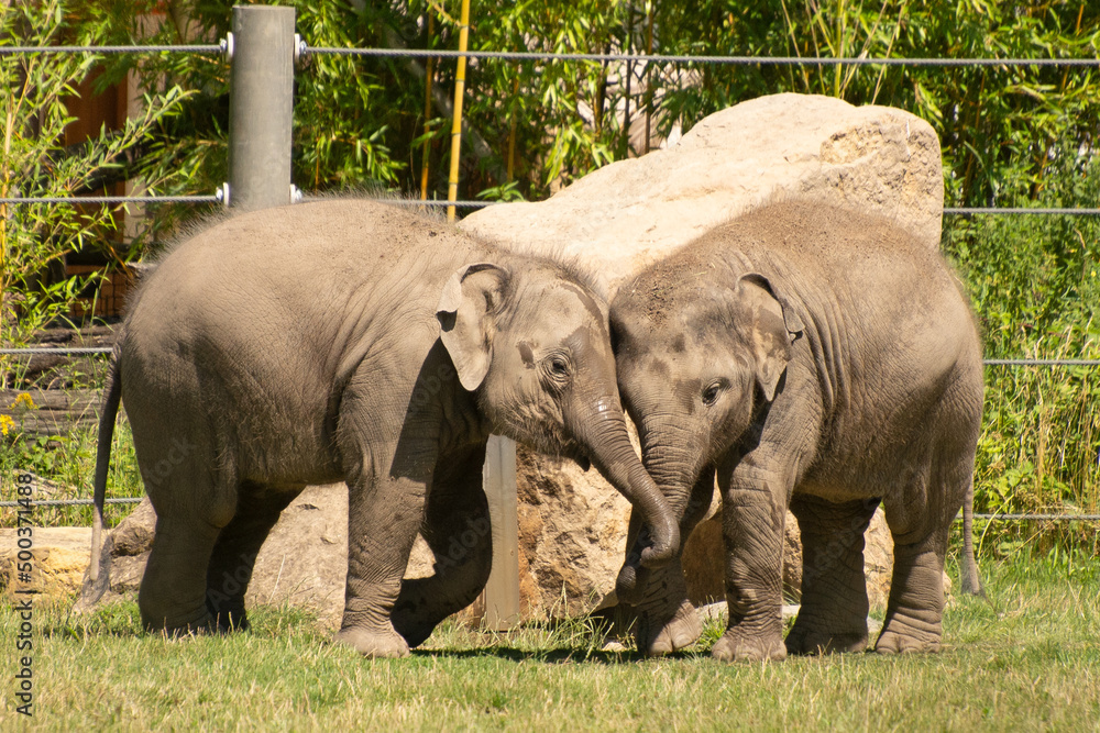 Fototapeta premium Asian elephant