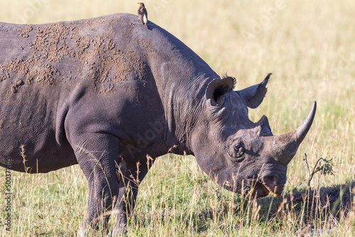 Black rhinoceros with a yellow billed oxpecker on the back