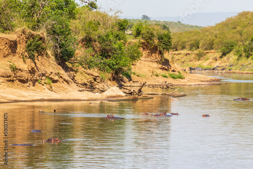 Hippos in the Mara river