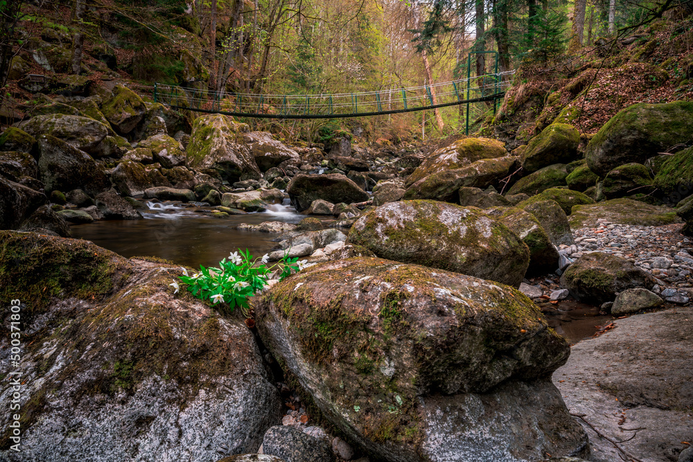 Moss stones in the river with suspension bridge in a mountain valley and green forest. Natural landscape torrent Buchberger Leite in the Bavarian Forest, Germany. Moss stones in the river with suspension bridge in a mountain valley and green forest. Natural landscape torrent Buchberger Leite in the Bavarian Forest, Germany.