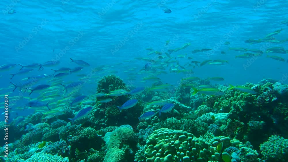 Massive shool of multicolored tropical fishes stand over coral reef under storm waves. Yellowfin Goatfish - Mulloidichthys vanicolensis and Lunar Fusilier - Caesio lunaris. Slow motion. Red sea, Egypt Massive shool of multicolored tropical fishes stand over coral reef under storm waves. Yellowfin Goatfish - Mulloidichthys vanicolensis and Lunar Fusilier - Caesio lunaris. Slow motion. Red sea, Egypt